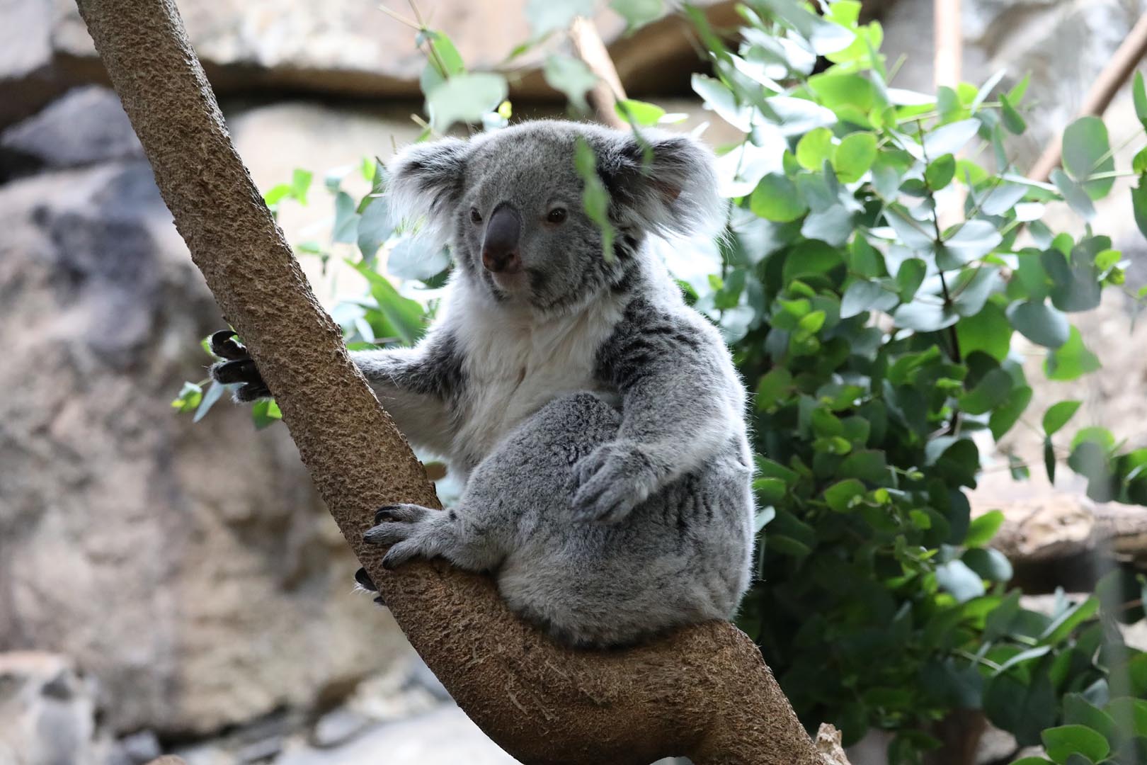 Queensland koala sitting up on a nook in a branch with one hand holding itself and one in front Image: ALLIE MCGREGOR 2024